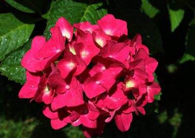 Free Hydrangea Image: Closeup of Hydrangea Macrophylla petals