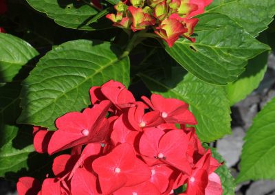 Hydrangea leaves and petals