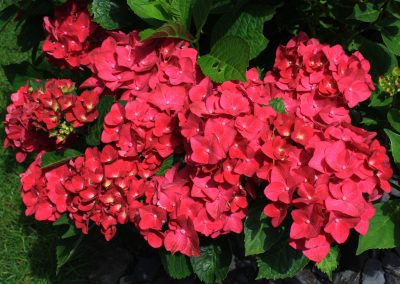 Hydrangea macrophylla pink/red petals