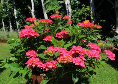 Free Hydrangea photo: Macrophylla in a planter