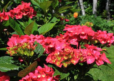 Free photo of Hydrangea Macrophylla