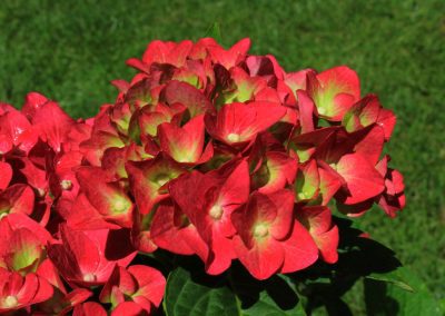 Free photo of Hydrangea Macrophylla "Ab Green Shadow"