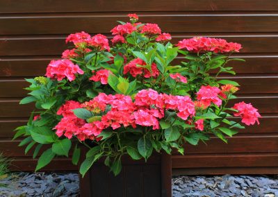 Free image of a Hydrangea Macrophylla in a planter