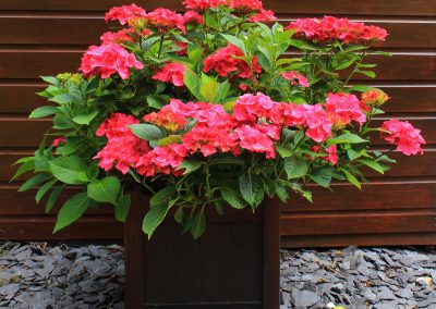 Hydrangea in a planter
