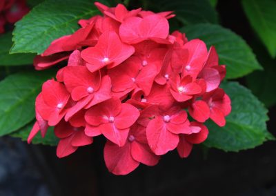 Free closeup photo of Hydrangea petals and flower